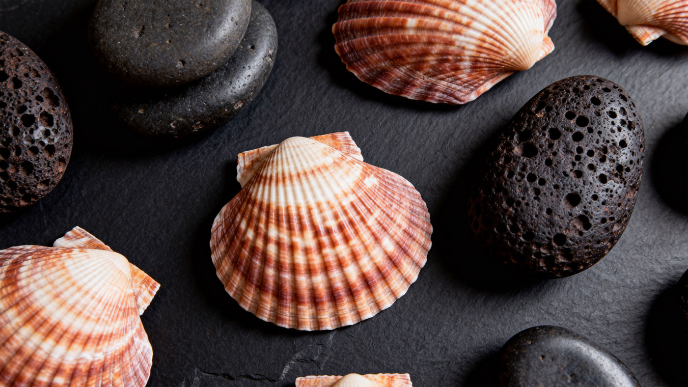 Lava Shells Healing